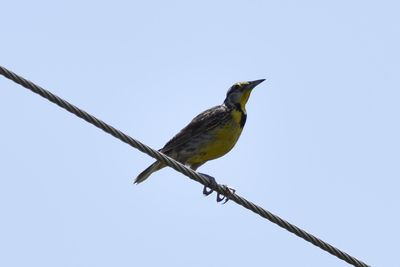 Eastern Meadowlark, 2021-08-12 &mdash; Henderson County, NC