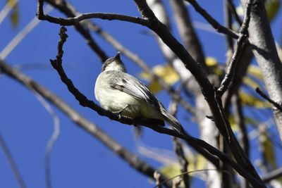 Eastern Phoebe, 2026-10-18 &mdash; DuPage County, IL