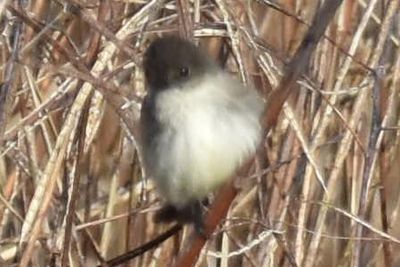 Eastern Phoebe, 2022-02-05 &mdash; Leon County, FL