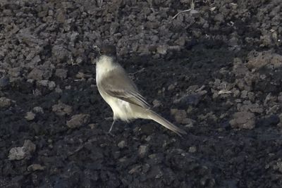Eastern Phoebe, 2021-12-12 &mdash; Wakulla County, FL