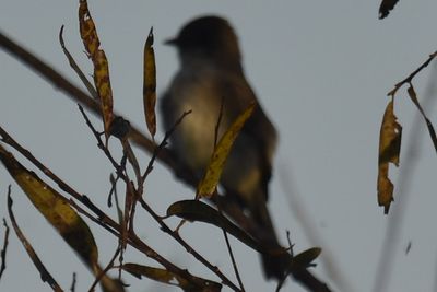 Eastern Phoebe, 2021-12-05 &mdash; Leon County, FL