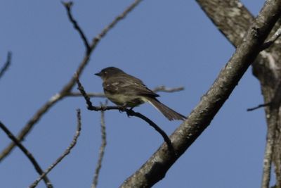 Eastern Phoebe, 2021-08-11 &mdash; Henderson County, NC