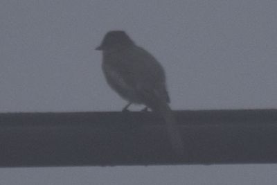 Eastern Phoebe, 2021-08-10 &mdash; Henderson County, NC