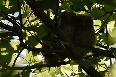 Eastern Screech-Owl, 2025-05-26 &mdash; Washtenaw County, MI