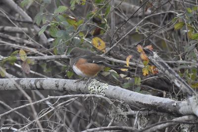Latest lifer: Eastern Towhee