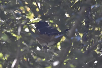 Eastern Towhee, 2021-11-13 &mdash; Wakulla County, FL