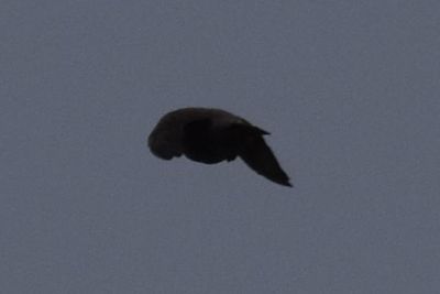 European Starling, 2021-09-09 &mdash; Leon County, FL