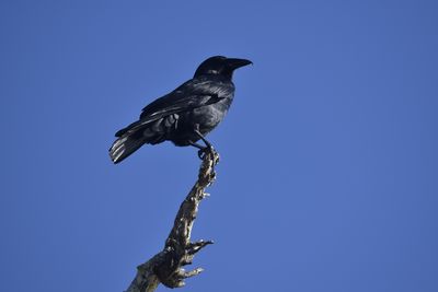 Fish Crow, 2021-12-17 &mdash; Broward County, FL