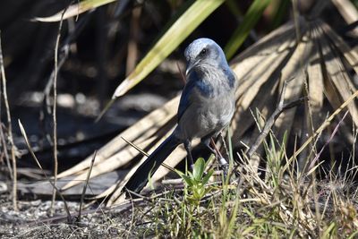 Florida Scrub-Jay, 2022-01-02 &mdash; Broward County, FL