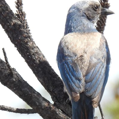 Florida Scrub-Jay, 2021-06-12 &mdash; Martin County, FL