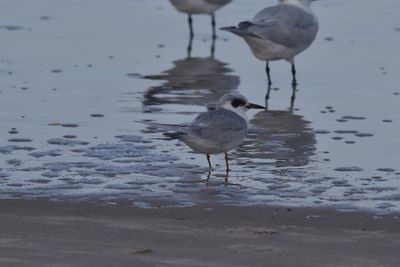 Forster's Tern, 2023-02-04 &mdash; Wakulla County, FL