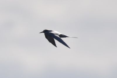 Forster's Tern, 2021-11-13 &mdash; Wakulla County, FL