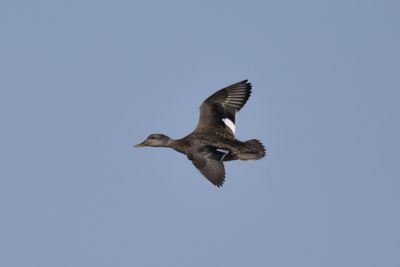 Gadwall, 2022-02-19 &mdash; Wakulla County, FL