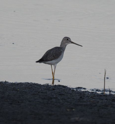 Greater Yellowlegs, 2021-12-03 &mdash; Leon County, FL