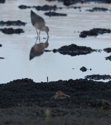 Little Blue Heron, 2021-12-03 &mdash; Leon County, FL