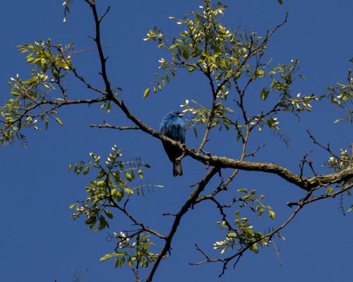 Indigo Bunting, 2025-05-26 &mdash; Washtenaw County, MI
