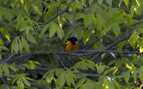 Baltimore Oriole, 2025-05-26 &mdash; Washtenaw County, MI