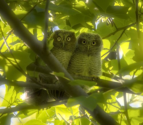 Eastern Screech-Owl, 2025-05-26 &mdash; Washtenaw County, MI