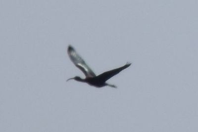 Glossy Ibis, 2022-03-17 &mdash; Leon County, FL