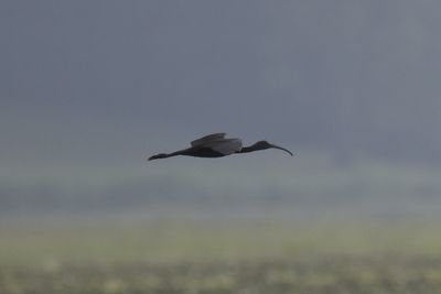 Glossy Ibis, 2021-08-28 &mdash; Leon County, FL