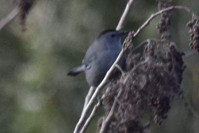 Gray Catbird, 2022-02-05 &mdash; Leon County, FL