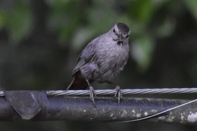 Gray Catbird, 2021-08-24 &mdash; Leon County, FL