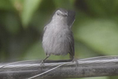 Gray Catbird, 2021-08-15 &mdash; Leon County, FL