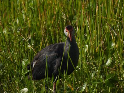 Gray-headed Swamphen, 2021-07-17 &mdash; Palm Beach County, FL