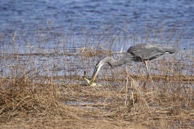 Great Blue Heron, 2022-02-19 &mdash; Wakulla County, FL