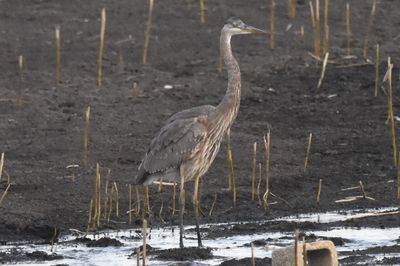 Great Blue Heron, 2021-12-11 &mdash; Wakulla County, FL