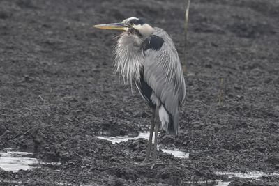 Great Blue Heron, 2021-12-10 &mdash; Leon County, FL