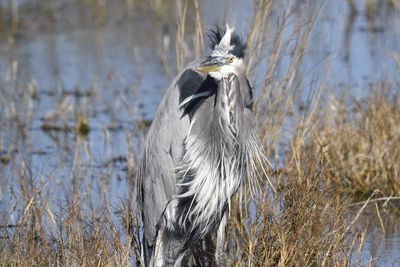 Great Blue Heron, 2021-11-13 &mdash; Wakulla County, FL