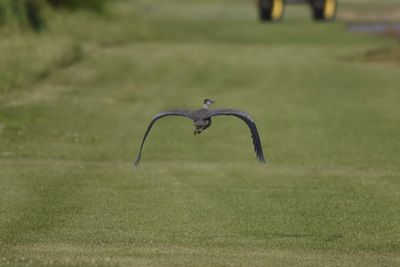 Great Blue Heron, 2021-08-12 &mdash; Henderson County, NC