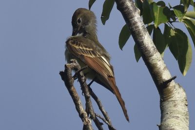 Great Crested Flycatcher, 2022-07-04 &mdash; Leon County, FL