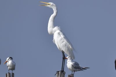 Great Egret, 2021-12-11 &mdash; Wakulla County, FL