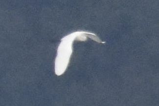 Great Egret, 2021-12-11 &mdash; Wakulla County, FL