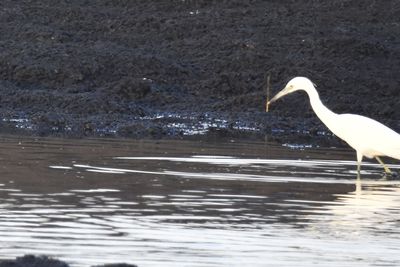 Great Egret, 2021-12-03 &mdash; Leon County, FL