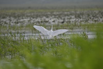Great Egret, 2021-08-28 &mdash; Leon County, FL