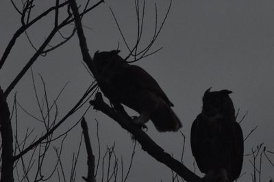 Great Horned Owl, 2021-12-03 &mdash; Leon County, FL