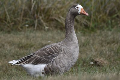 Greater White-fronted Goose, 2021-08-13 &mdash; Henderson County, NC