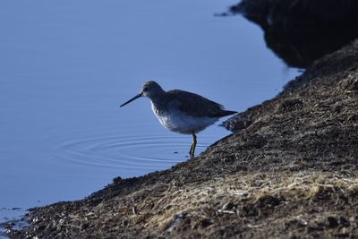 Greater Yellowlegs, 2022-12-29 &mdash; Wakulla County, FL