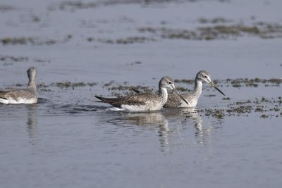 Greater Yellowlegs, 2021-12-11 &mdash; Wakulla County, FL