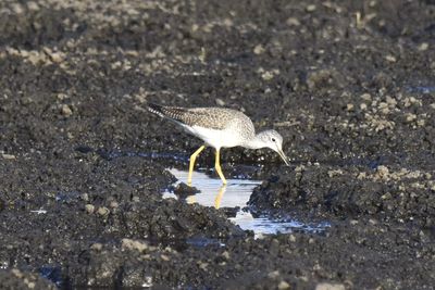 Greater Yellowlegs, 2021-12-05 &mdash; Leon County, FL