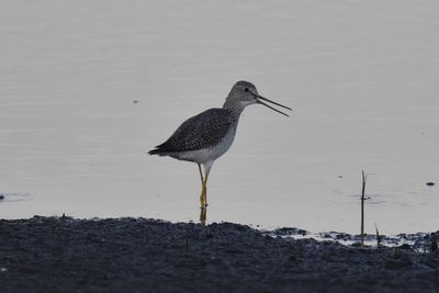 Greater Yellowlegs, 2021-12-03 &mdash; Leon County, FL