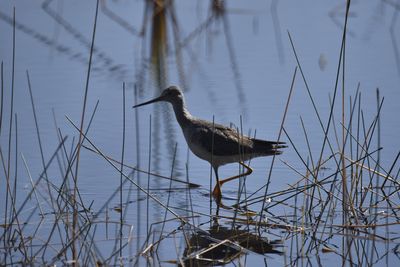 Greater Yellowlegs, 2021-11-13 &mdash; Wakulla County, FL