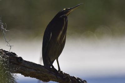 Green Heron, 2021-11-13 &mdash; Wakulla County, FL