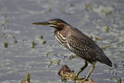 Green Heron, 2021-07-31 &mdash; Broward County, FL