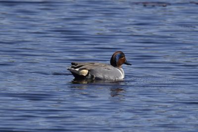 Green-winged Teal, 2022-02-19 &mdash; Wakulla County, FL