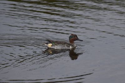 Green-winged Teal, 2021-12-12 &mdash; Wakulla County, FL