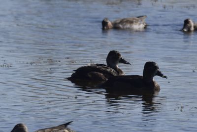 Green-winged Teal, 2021-11-13 &mdash; Wakulla County, FL